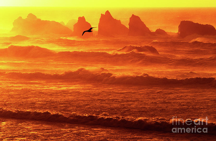 Seagull Soaring Over the Surf at Sunset Oregon coast Photograph by Dave Welling