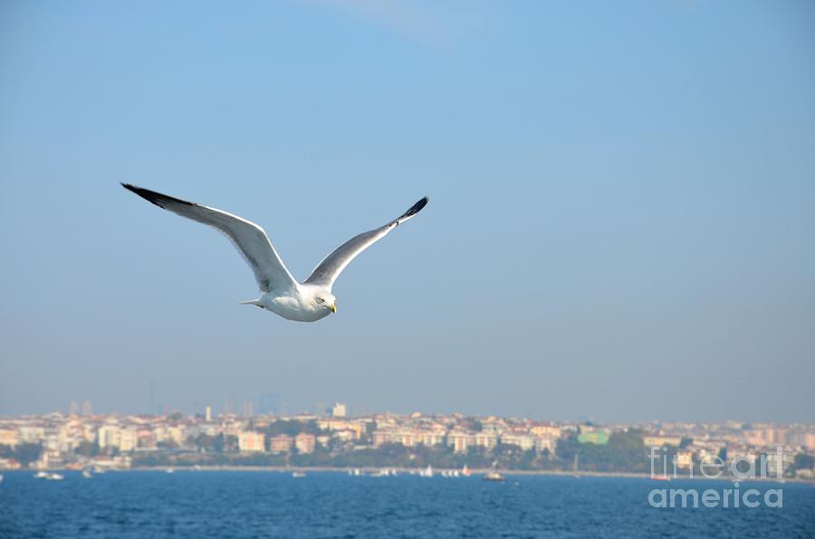 Seagull soars in breeze Photograph by Imran Ahmed