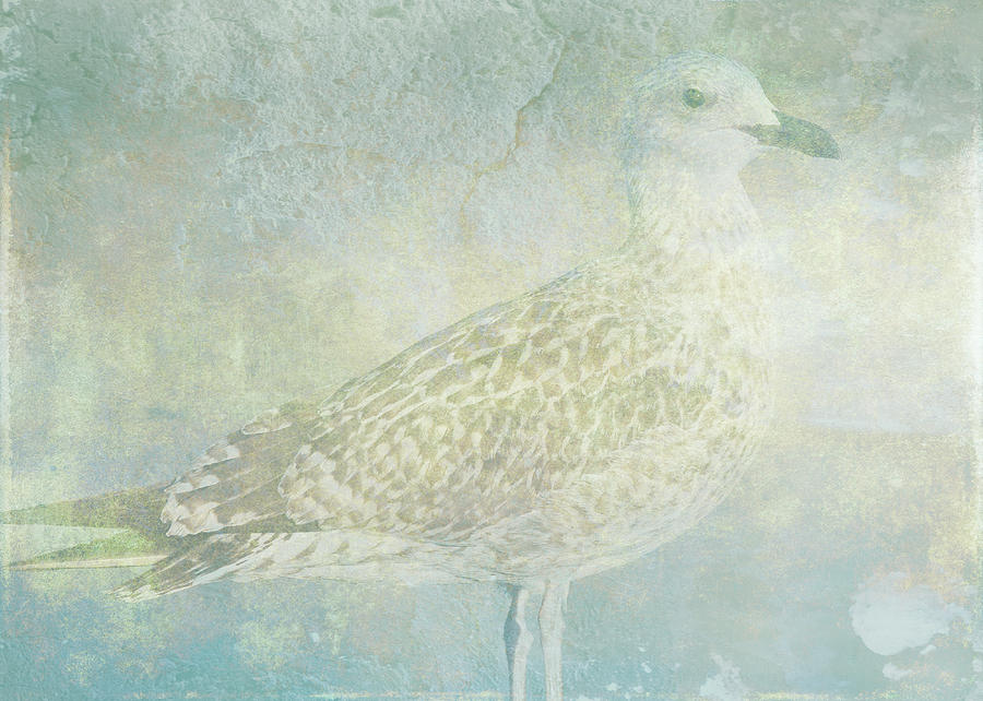 Seagull Digital Art - Seagull Sonata by Sarah Vernon