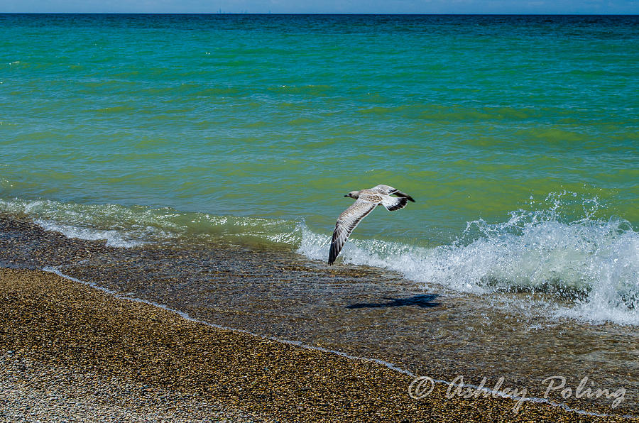 Seagull Photograph - Seagull Splash by Ashley Poling