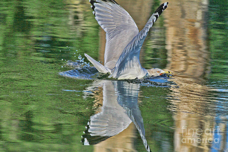 Seagull Splash Photograph by Deborah Benoit