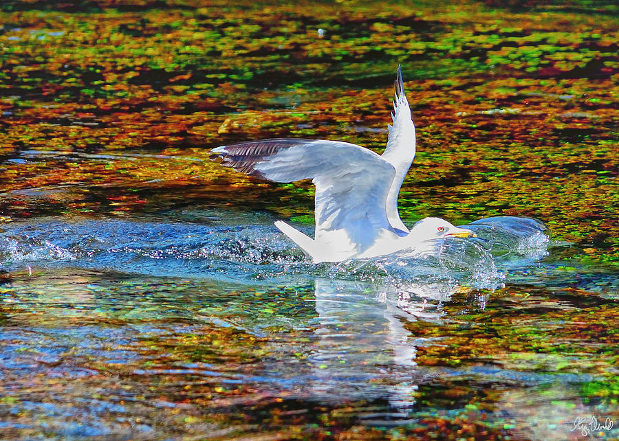 Seagull Photograph - Seagull Splashdown by Greg Norrell