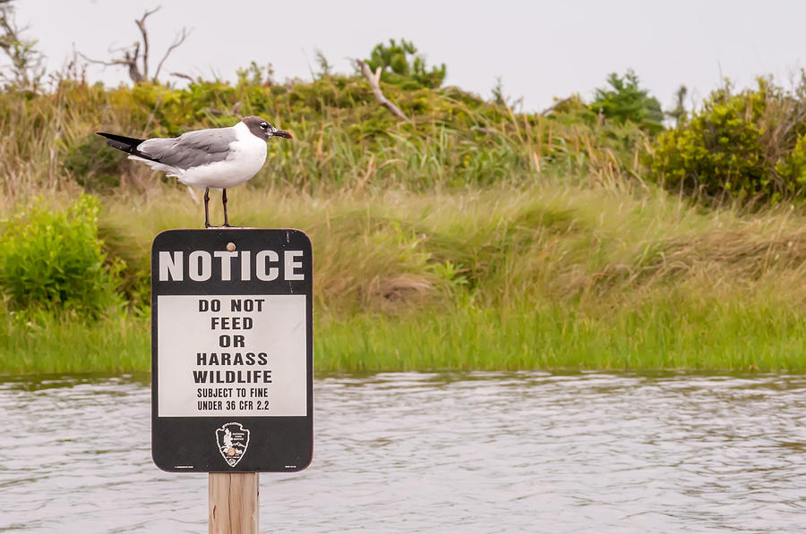 Seagull Standing On A Notice Sign Photograph by Alex Grichenko