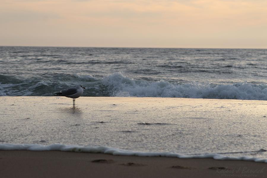 Seagull Standing Watch at Sunrise Photograph by Robert Banach
