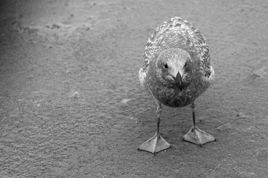 Seagull Stare Down Photograph by Rich Collins