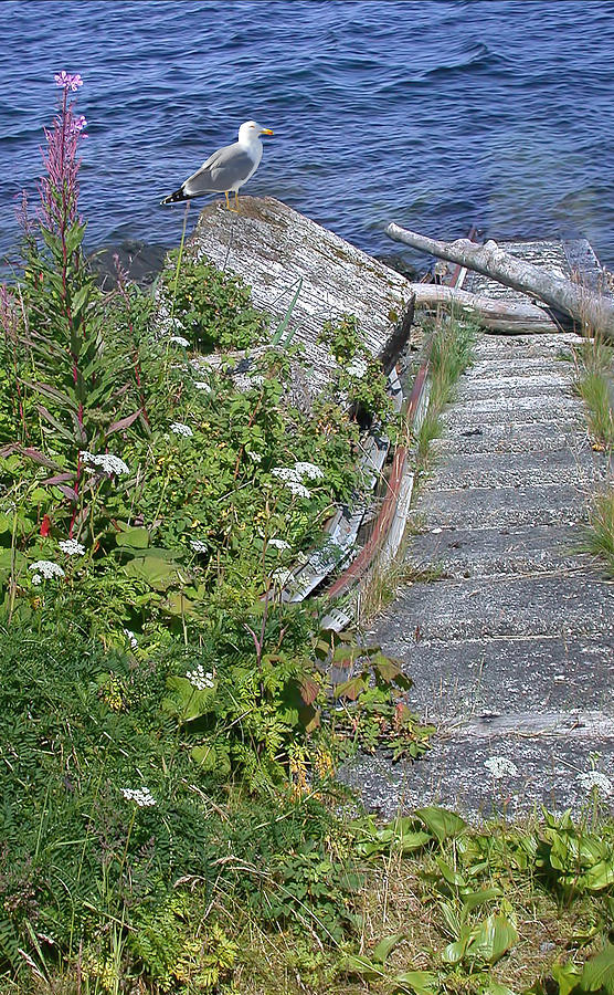 Seagull Steps Guard Island Alaska Photograph by Bellesouth Studio