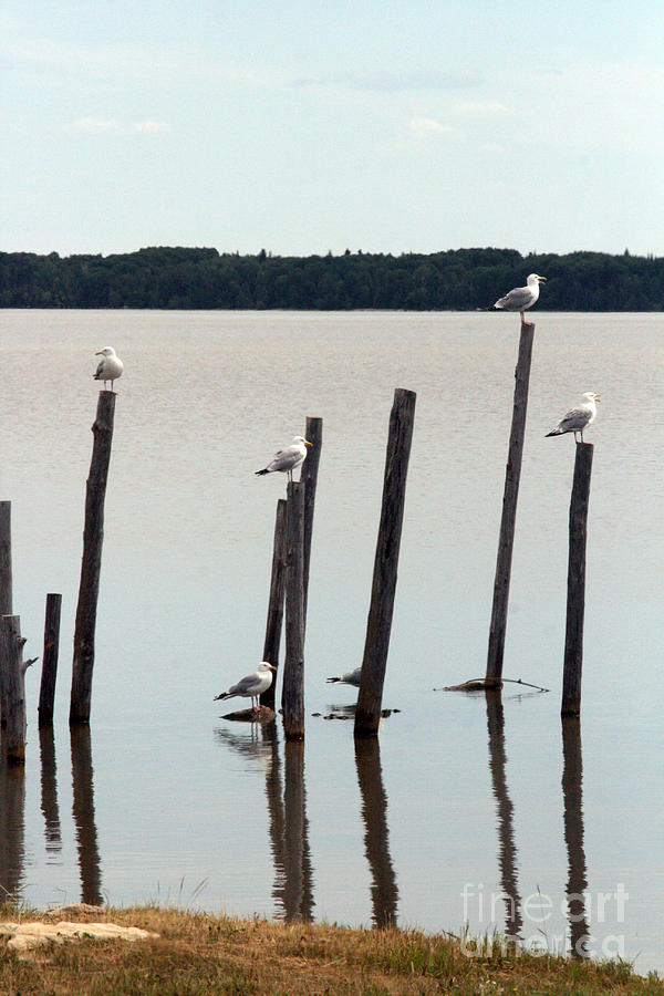 Seagull Sticks Photograph by Mary Mikawoz