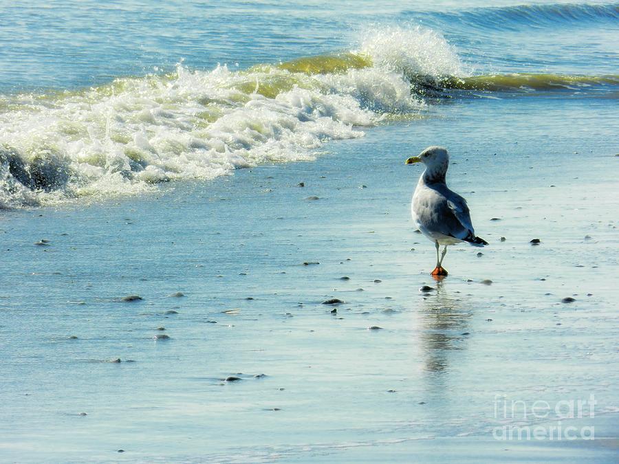 Seagull Stroll Photograph by Sharon Woerner
