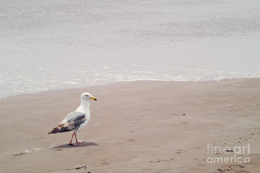 Seagull strolling Photograph by Cindy Garber Iverson