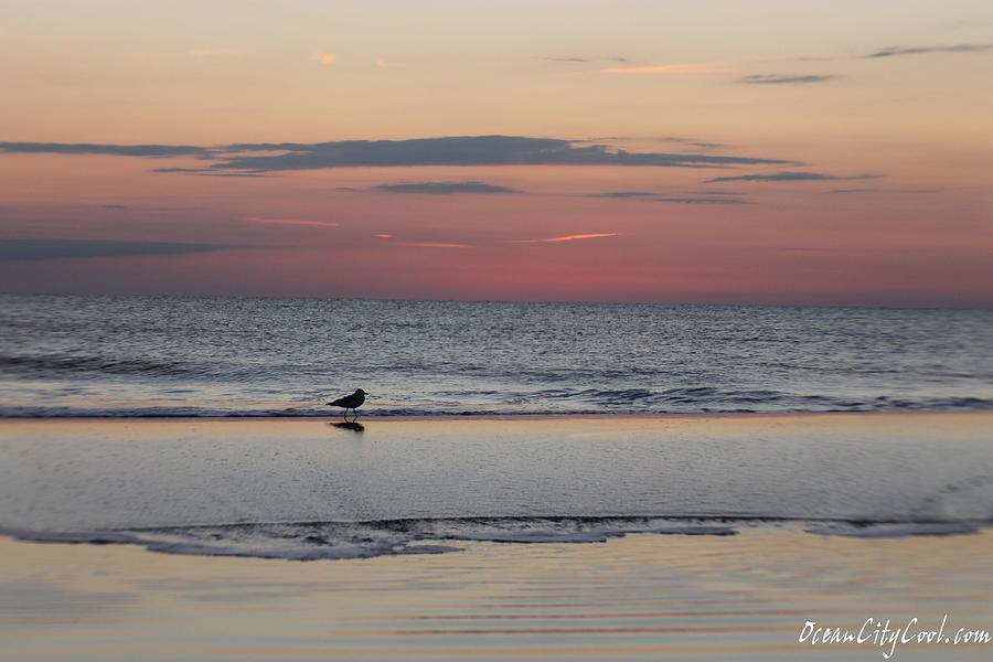 Seagull Strolls The Seashore Photograph by Robert Banach
