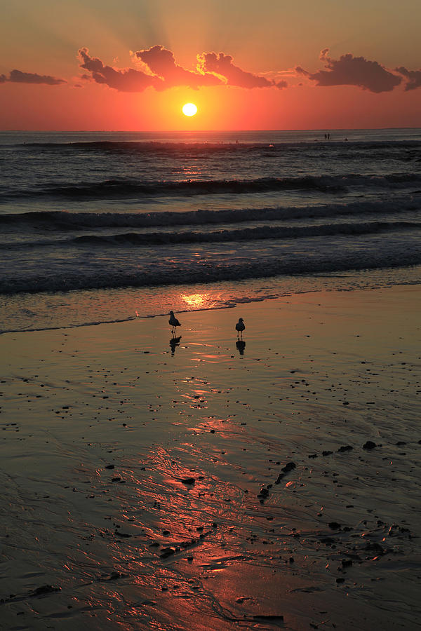 Seagull Photograph - Seagull Sunrise by Noel Elliot