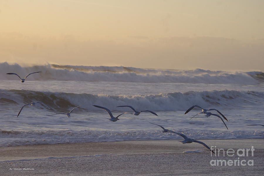 Seagull sunrise Photograph by Tannis  Baldwin