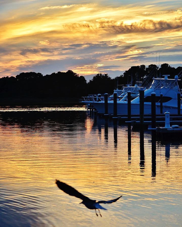 Seagull Sunset at the Indian River Marina Delaware Photograph by Kim Bemis