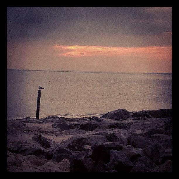Seagull Photograph - #seagull #sunset #brooklyn #beach by Jan Pan
