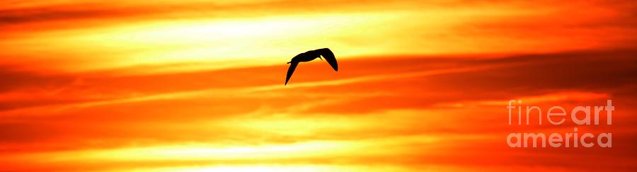 Seagull Sunset Photograph by Henry Kowalski