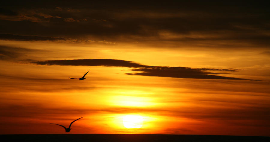 Seagull Sunset Photograph by John Topman