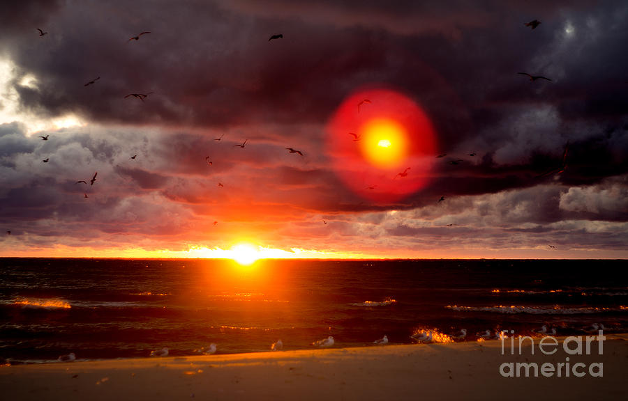 Seagull Sunset Photograph by Randall Cogle