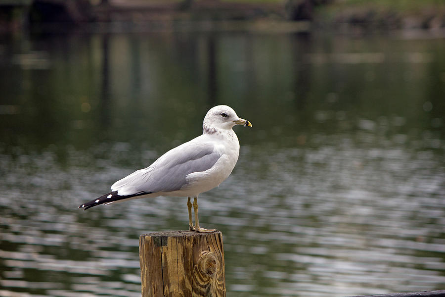 Seagull Photograph by Susan Jensen