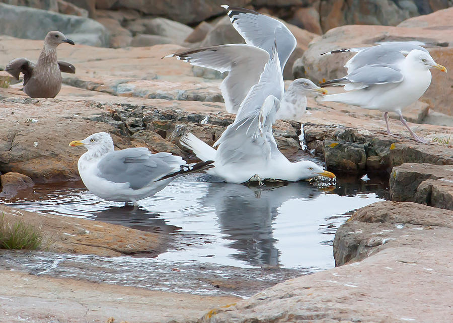 Seagull Swimming Pool - Acadia Photograph
