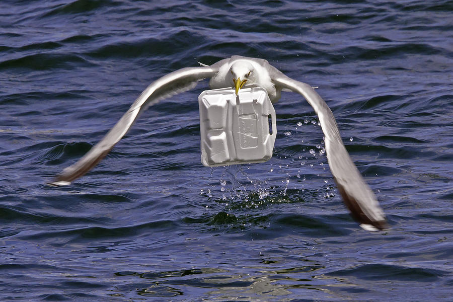 Seagull Photograph - Seagull takeout service by David Freuthal