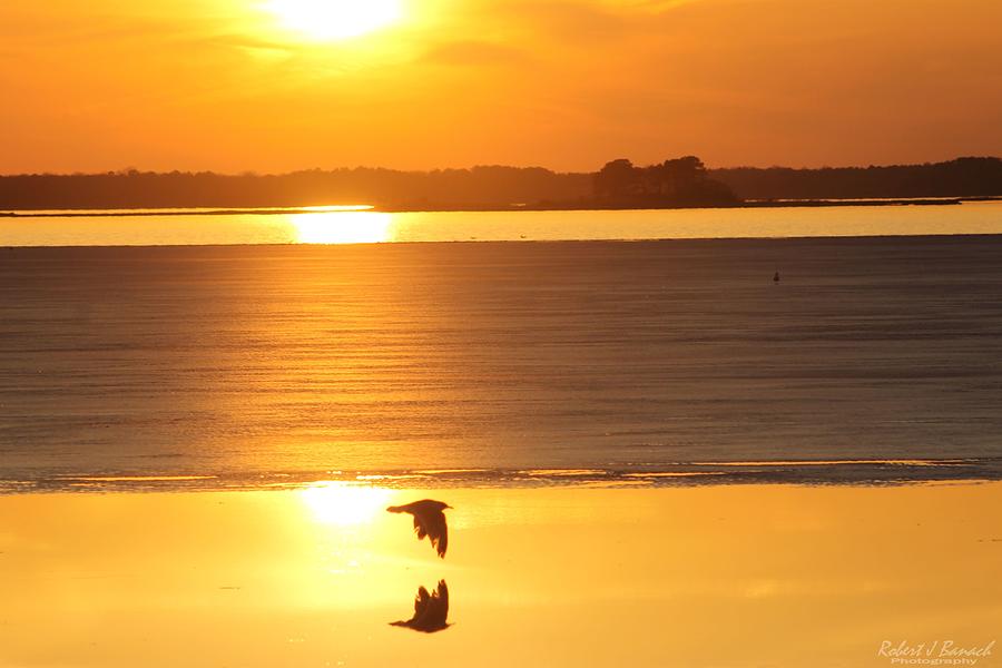 Seagull Through Sunset Photograph by Robert Banach