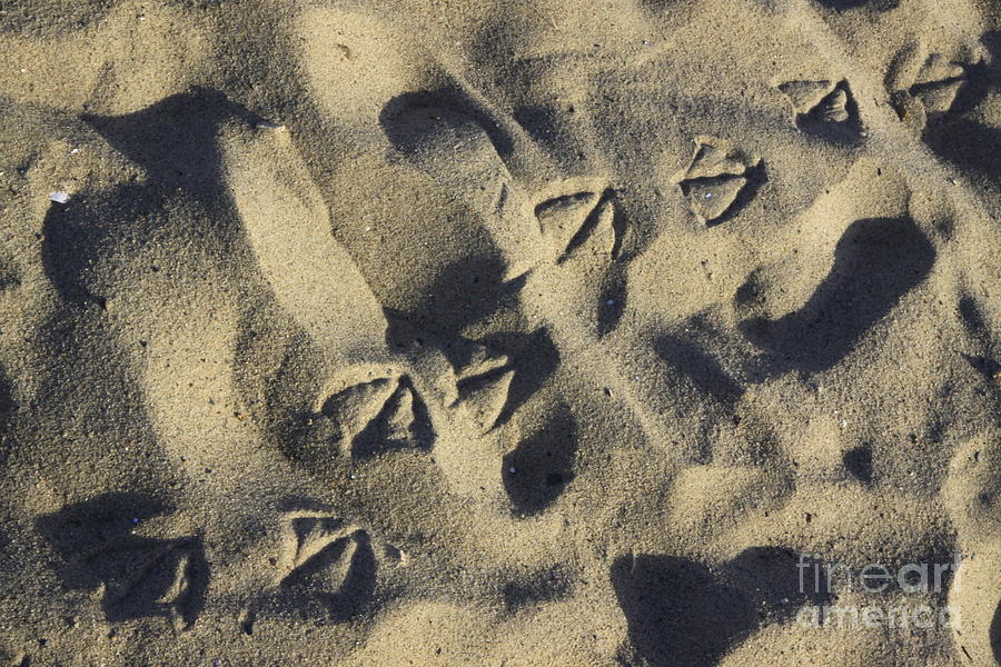 Seagull Tracks Photograph by Richard Lynch