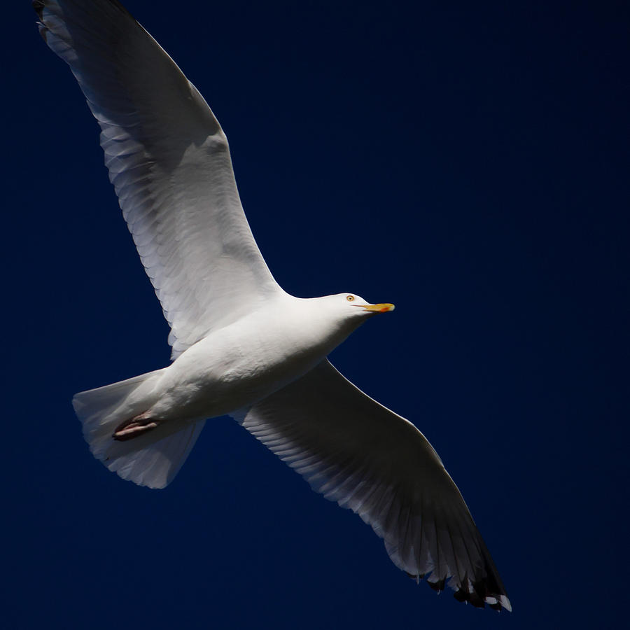 Seagull Underglow Photograph by Kirkodd Photography Of New England