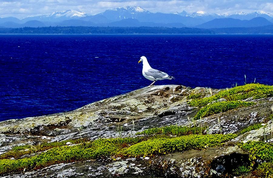 Seagull view Photograph by Will LaVigne