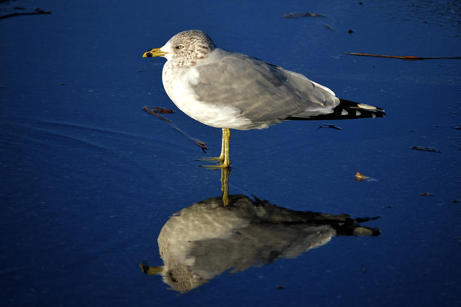 Seagull Photograph - Seagull Reflecting in Shallow Water by Bill Swartwout