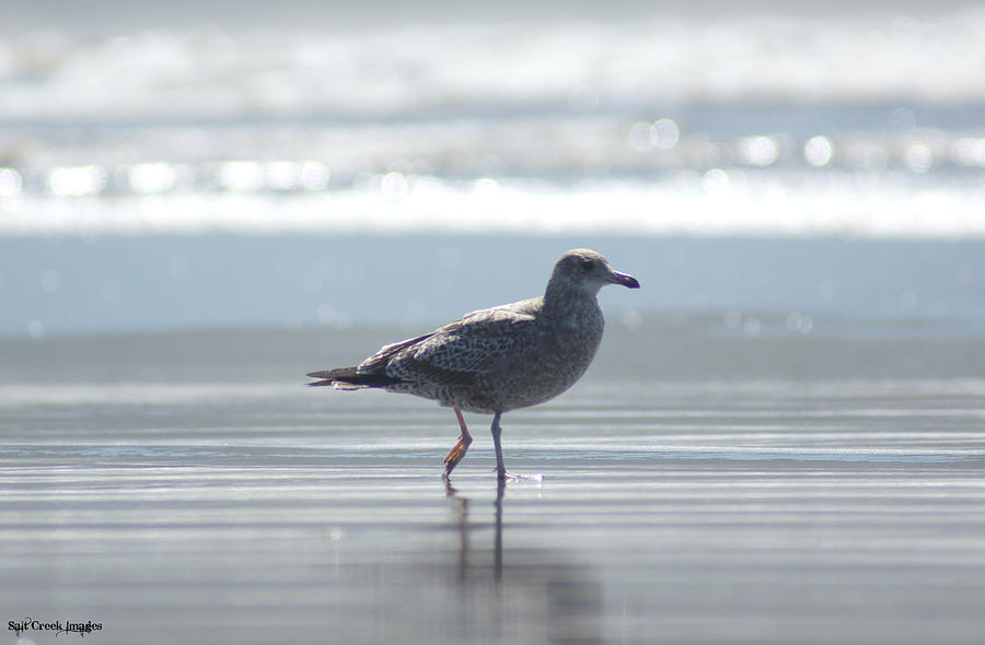 Seagull Photograph - Seagull Walks Alone by Cecily Vermote