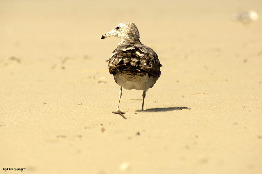 Seagull Photograph - Seagull Walks Away by Cecily Vermote