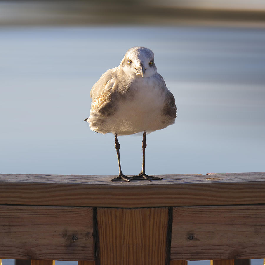 Seagull With An Attitude  Photograph by Mike McGlothlen