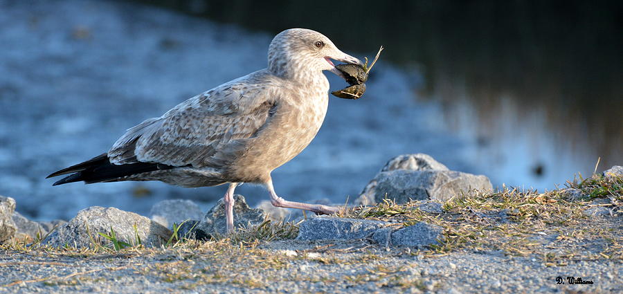 Seagull with lunch Photograph by Dan Williams