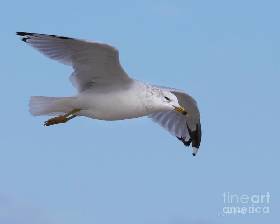 Seagull Photograph - Seagull You Fly by E Lisa Bower