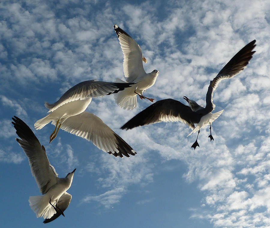 Seagulls 2 Photograph by Geraldine Alexander