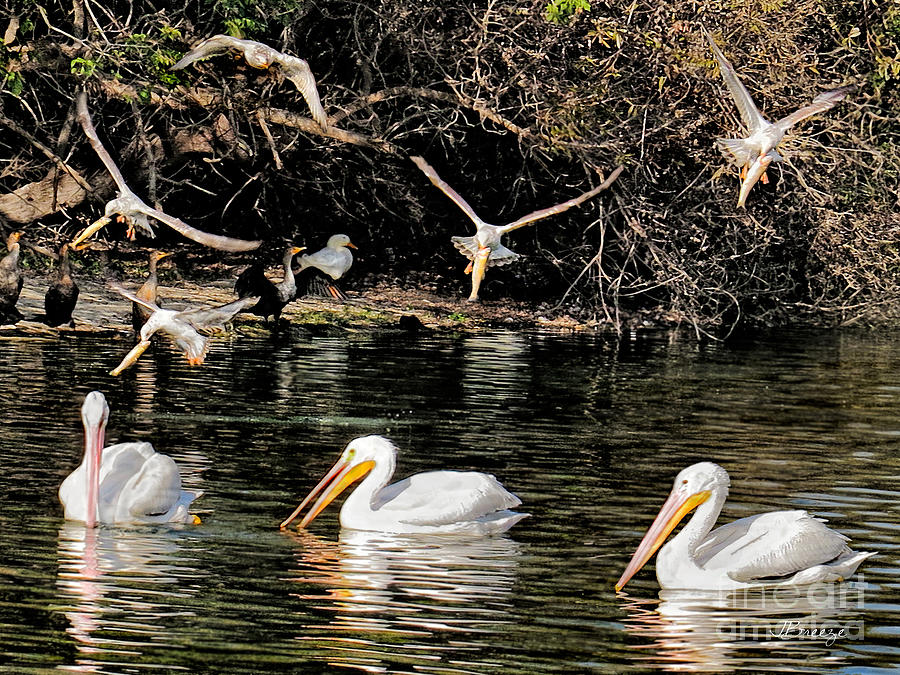 Seagulls 4.Pelicans 0 Photograph by Jennie Breeze