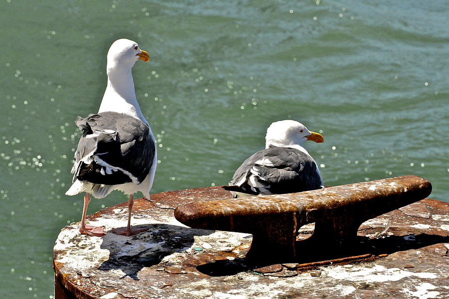 Seagulls Against Rust Photograph by SC Heffner