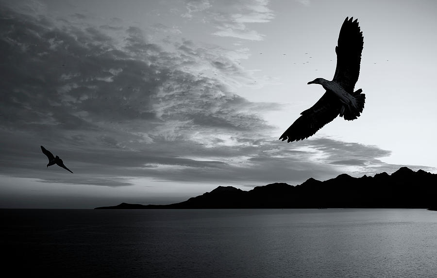 Seagulls Against The Sunset Photograph by Gokhanilgaz