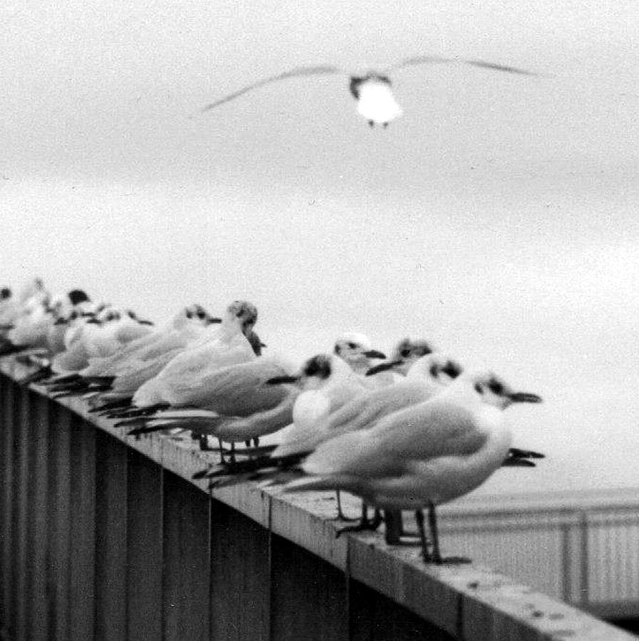 Seagull Photograph - Seagulls by Alasdair Shaw
