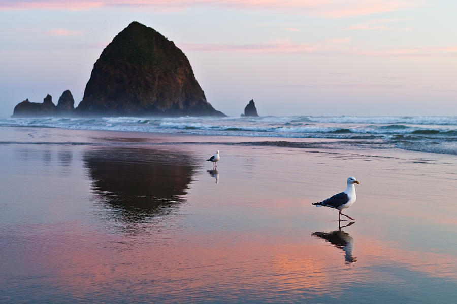 Seagulls and Haystack Rock Photograph by Joseph Bowman