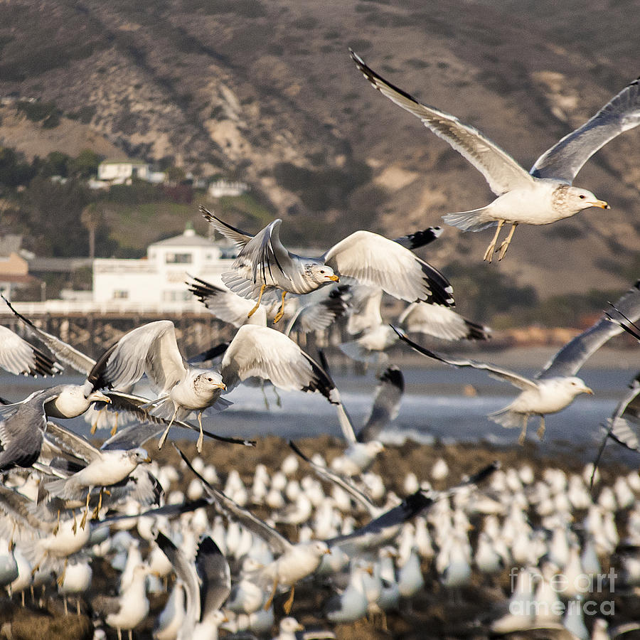Seagulls and More Seagulls Taking Off From The Beach Nature Wildlife Fine Art Photograph Print Photograph by Jerry Cowart