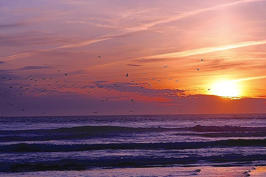 Seagulls and Sunset Photograph by Catia Juliana