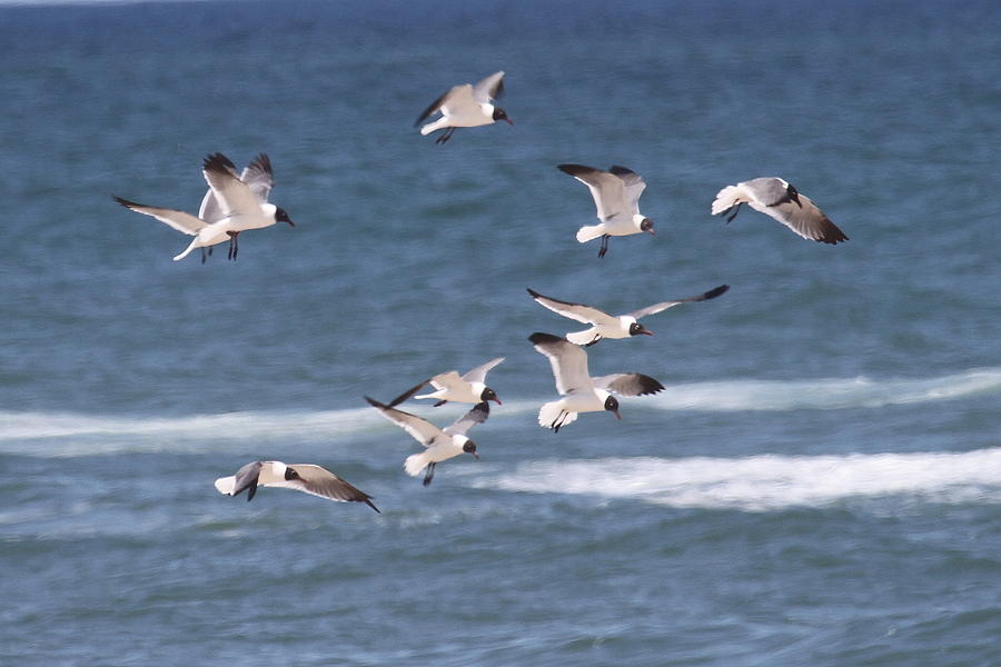 Seagull Photograph - Seagulls And The Ocean by Cathy Lindsey
