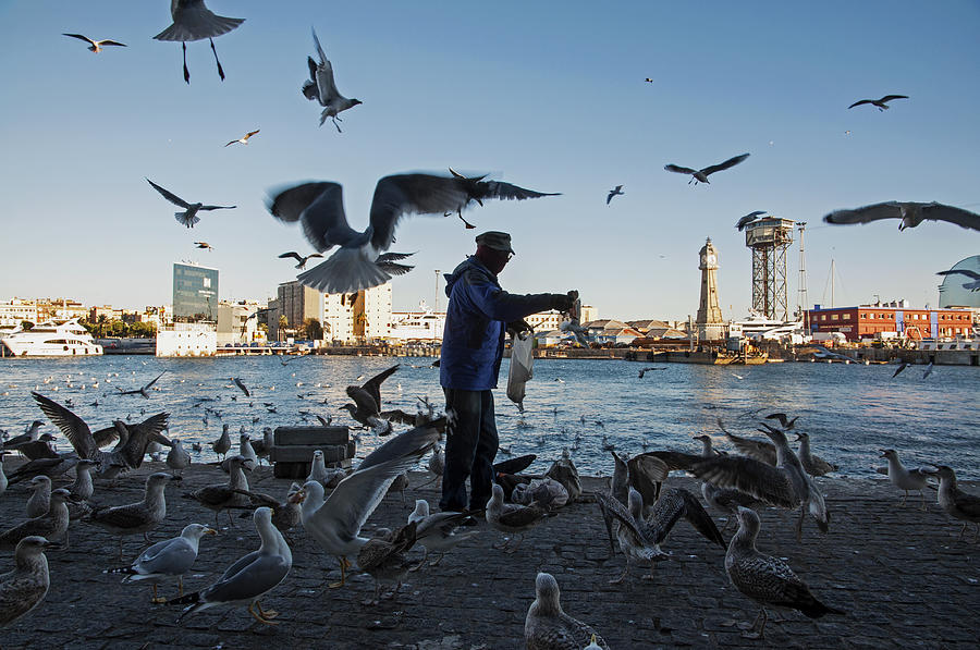 Seagulls at Barcelona Harbor Photograph by Dubi Roman