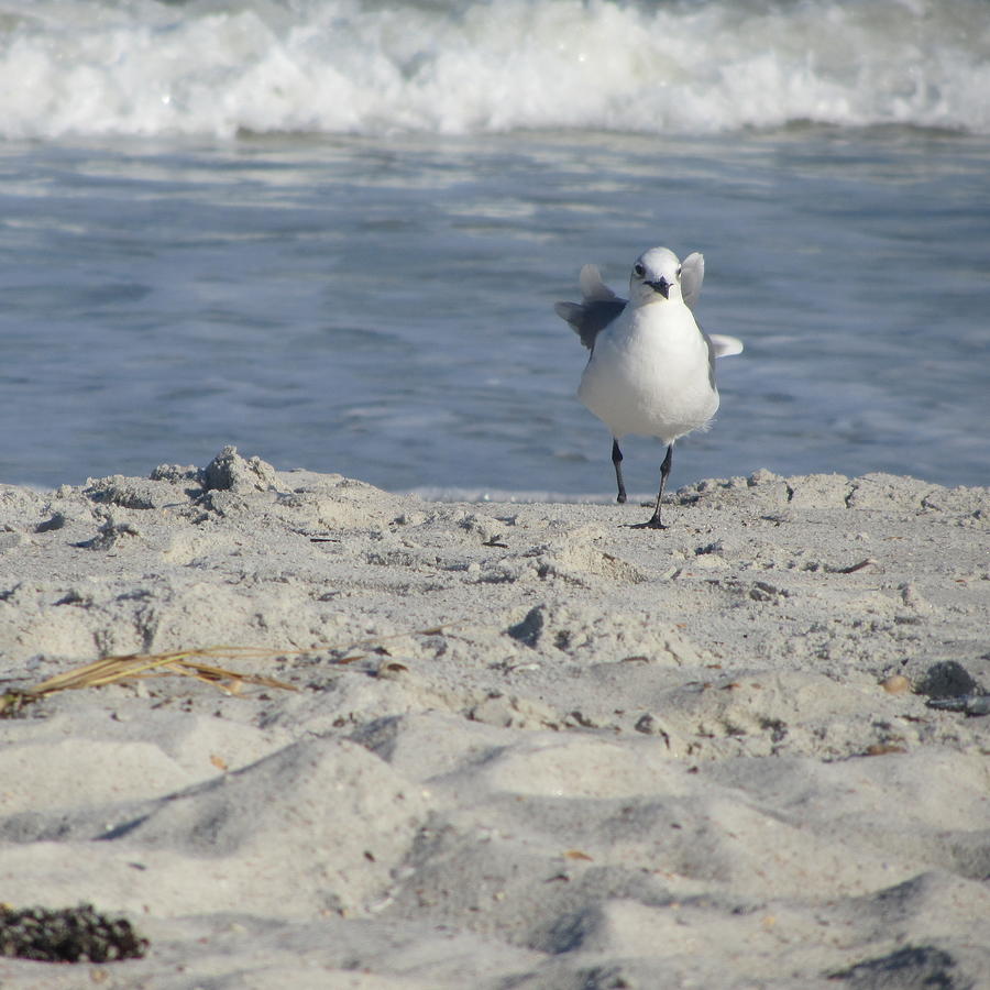 Wildlife Photograph - Seagulls at Fernandina 4 by Cathy Lindsey