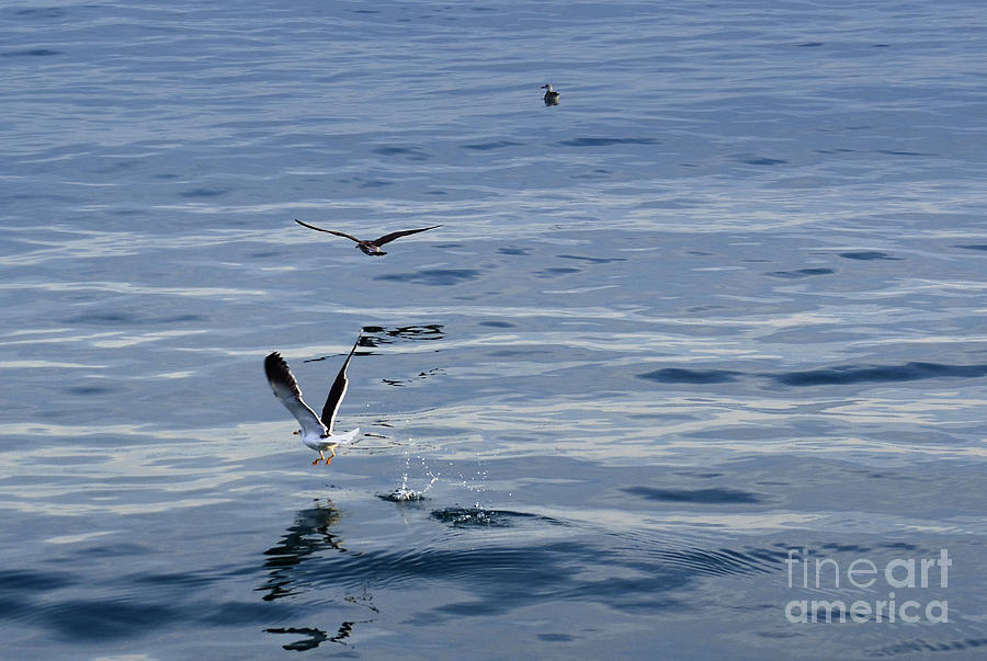 Seagulls at Malaga Sea - Port of Malaga - Andaluzia - Spain Photograph by Carlos Alkmin