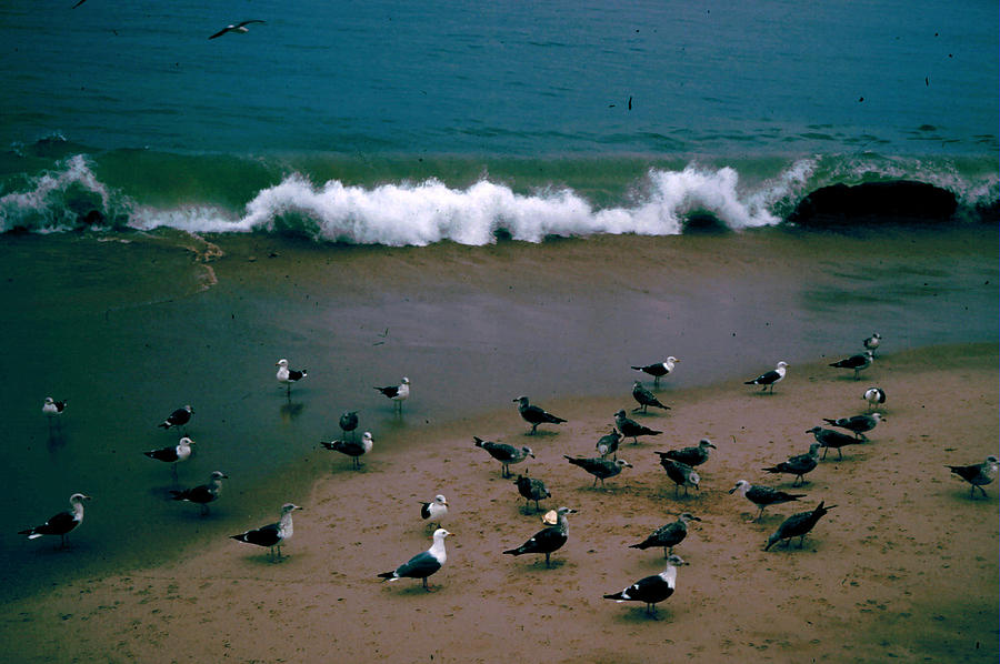 Seagulls at Seashore Photograph by Donna Walsh