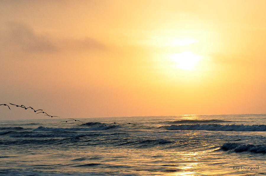 Seagulls at Sunrise Photograph by Kay Lovingood
