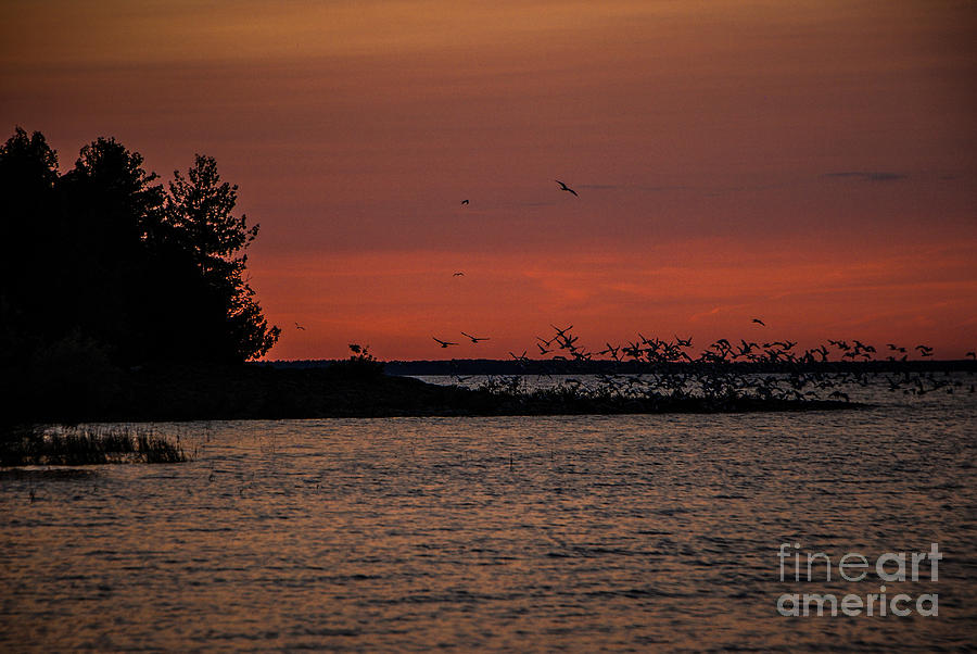 Seagulls at Sunset Photograph by Grace Grogan