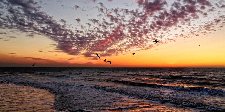 Seagulls at Sunset Photograph by Lars Lentz